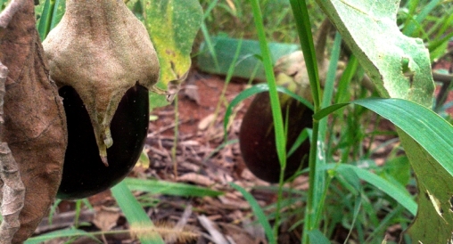 Ameaça de despejo prejudica produção de assentamento modelo em agroecologia