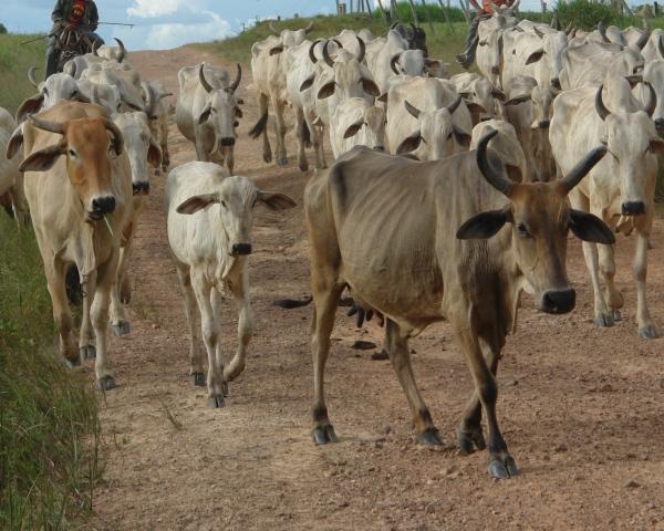 Mais de 2 mil pessoas foram libertadas da escravidão em 2012