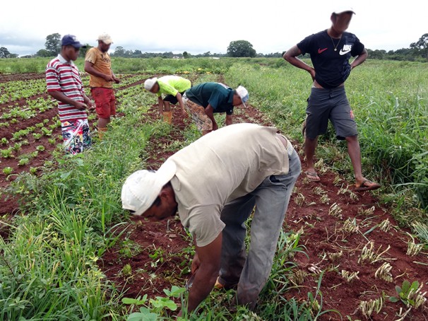 Vítimas trabalhavam agachados durante horas para colher produção de hortaliças (Fotos: MTE)