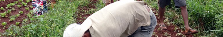 Produção de hortaliças com agrotóxicos usava trabalho escravo