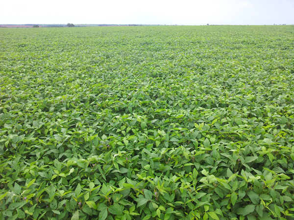 Agronegócio brasileiro contribui para o aquecimento global