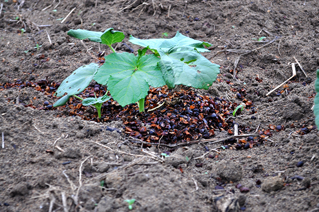 Palha do café aduba crescimento de hortaliça