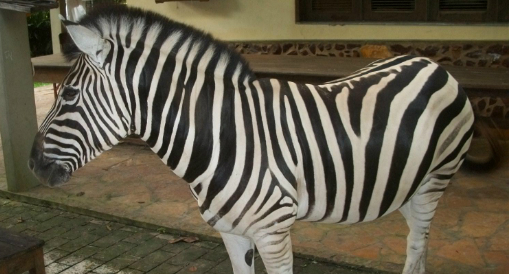 Juiz rejeita denúncia contra dono de ‘Gilrassic Park’