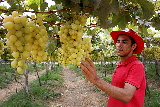 Água mole em terra dura: uma pequena revolução no sertão pernambucano