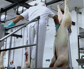 MPF decide processar frigoríficos que se beneficiam de escravidão e desmatamento