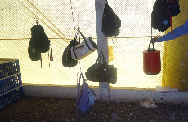 Pertences de trabalhadores junto a animal morto em avícola da Mauricéia em Barreiras (BA)