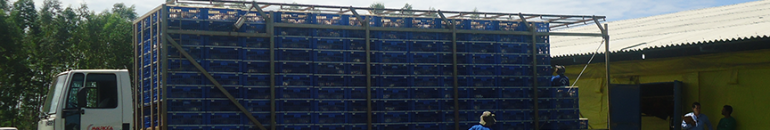 Após flagrante de escravidão, Mauricéa é condenada a pagar R$979 mil em indenizações trabalhistas