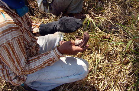 Mato Grosso do Sul sanciona lei que cassa ICMS de empresa com trabalho escravo