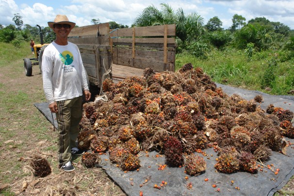 Mais de duas mil familias devem plantar dendê para industrias até o fim de 2013