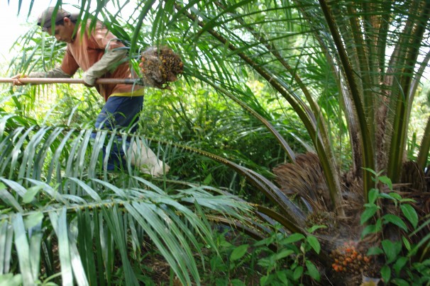 Mais de duas mil familias devem plantar dendê para industrias até o fim de 2013    Fotos: Verena Glass
