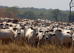 Preparação do pasto para os bois emprega escravo (Foto: Secom/TO)