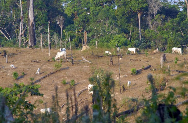 Pecuária é a atividade com maior presença entre desmatadores que estão na 'lista suja' (Foto: Verena Glass)