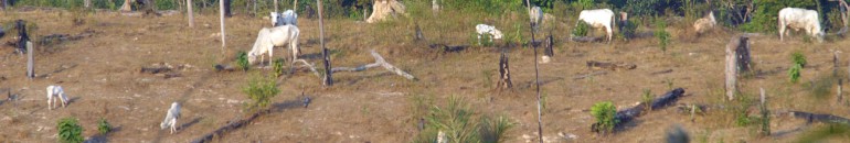 Um em cada dez integrantes da ‘lista suja’ tem terra embargada pelo Ibama