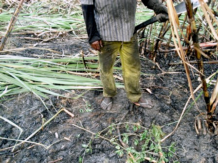 Emenda ameaça lei contra escravidão no Rio de Janeiro