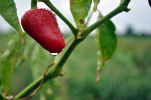 Cultivos de pimentão em pequenas propriedades em São Mateus (ES). Foto: Guilherme Zocchio