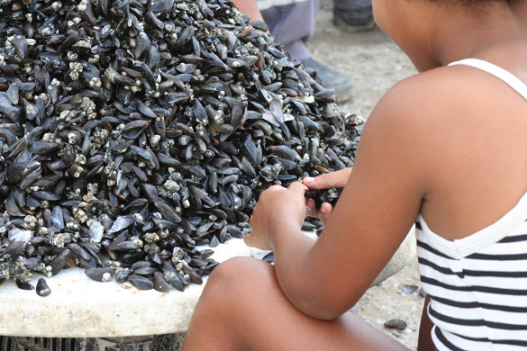 Menina trabalha na coleta de sururus, em Recife (PE) (Foto: Igor Ojeda)