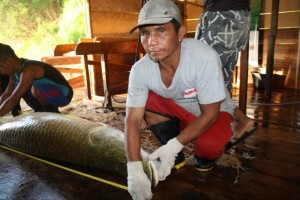 Pirarucu chega à balsa para ser tratado (Foto: Arquivo/OPAN)