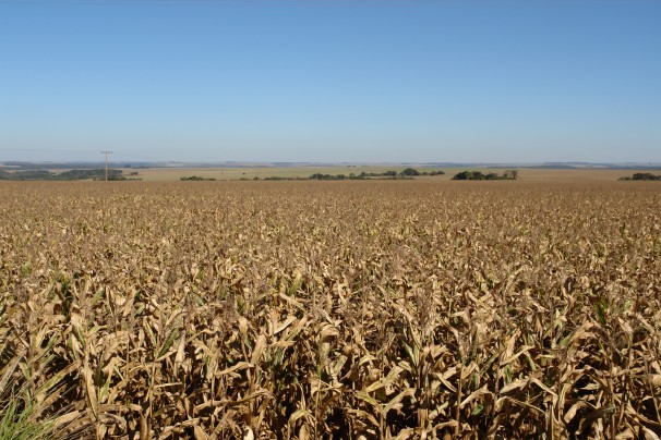 Campo de soja no Mato Grosso do Sul (Foto: Verena Glass)