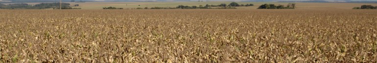 Legalizados há 10 anos, transgênicos vivem ‘apoteose’ no Brasil