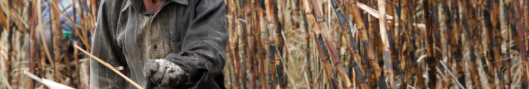 Justiça confirma proibição de pagamento por produção no corte de cana