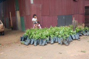 Crianças brincam entre mudas que serão utilizadas para tentar reflorestar a área. Foto: Daniel Santini 