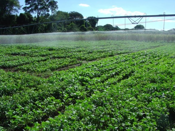 Cultivo de feijão transgênico Embrapa 5.1, resistente ao vírus do mosaico dourado (Foto: Francisco Aragão/Embrapa)
