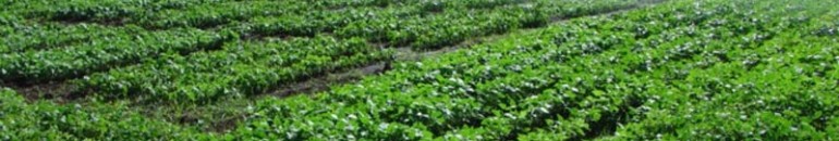 Embrapa já tem alimentos transgênicos liberados