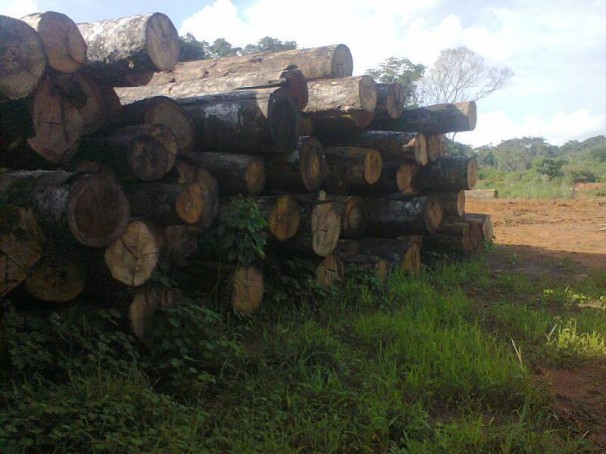Imagem atual da política do desenvolvimento sustentável na área onde Chico Mendes realizou o último empate de sua vida, no seringal Cachoeira. Foto: Dercy Teles