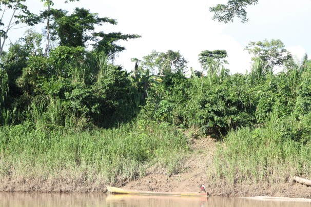 Roça de banana de familia do Projeto Purus: impacto do plantio sobre o ambiente tradicionalmente é mínimo