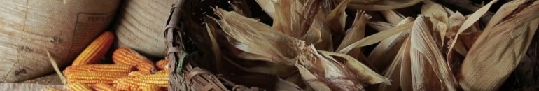 Vídeo mostra resistência de agricultores a transgênicos no Paraná