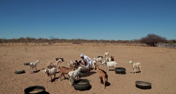 No semiárido denso de Remanso, coragem é um dom