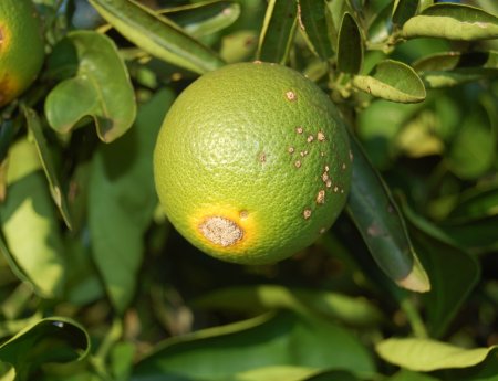 Laranja transgênica é testada no Brasil