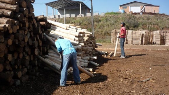 Trabalho infantil irregular e insalubre é encontrado em seis empresas do município de Mariópolis, no interior do Paraná (Foto: MPT-PRT9)