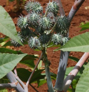 Preocupação agora é com competividade. Foto: Carlos Juliano Barros