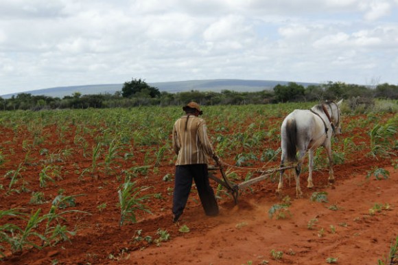 Preço do óleo de mamona no semiárido até sobe devido ao biodiesel, mas nenhuma gota vira combustível