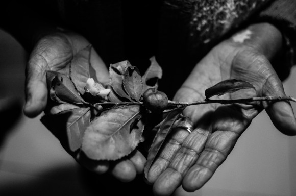 Foto 1 - Dona Tereza segurando folha de chá preto da india, Lavras Novas MG (1)