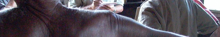 Governo não criará grupo contra trabalho escravo, pois ele existe desde 1995