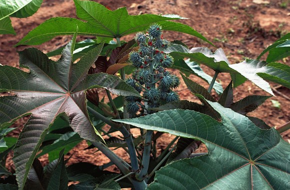 Plantação de mamona para a fabricação de biodiesel em Canto do Buriti (PI), março de 2004. Foto: Rose Brasil/ ABr