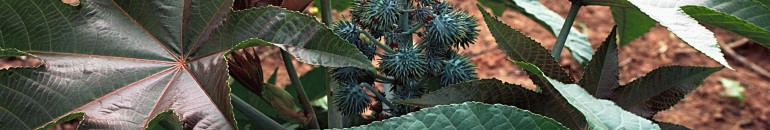 No Piauí, fazenda que ‘lançou’ biodiesel busca se reestruturar