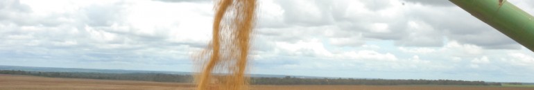 No Mato Grosso, a agricultura familiar se aproxima do agronegócio