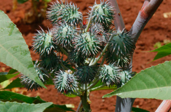 Especial: 10 anos do Programa Nacional do Biodiesel