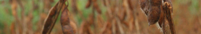 Agronegócio da soja domina produção de biodiesel no Mato Grosso