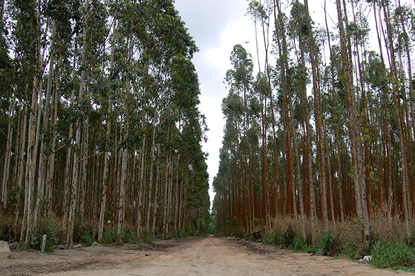 Monocultivo de eucalipto voltado para a produção e exportação de celulose (Foto: Guilherme Zocchio)