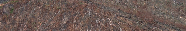 JBS comprou gado de família do maior desmatador da Amazônia