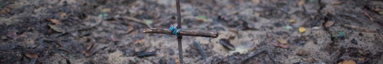 Tomba árvore, tomba índio