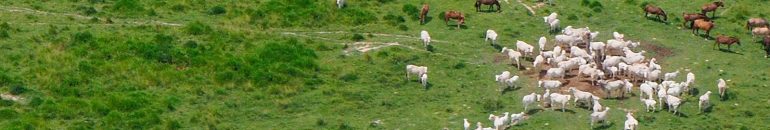 Falhas no controle de frigoríficos colocam em xeque promessas de combate ao desmatamento