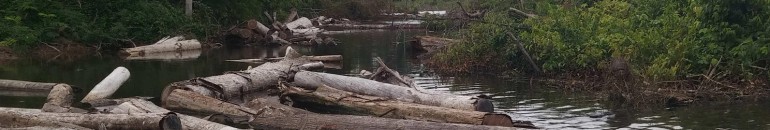 Amazônia apodrece em lagos de novas hidrelétricas