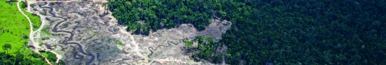 Caso de trabalho escravo expõe fragilidades do mercado de créditos de carbono