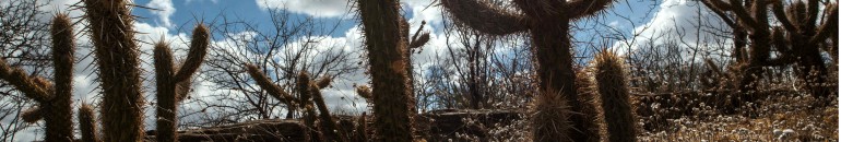 Hering e Riachuelo terceirizam parte da produção para oficinas do sertão