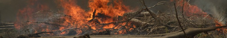 Belo Monte queima madeira legal e aquece mercado ilegal